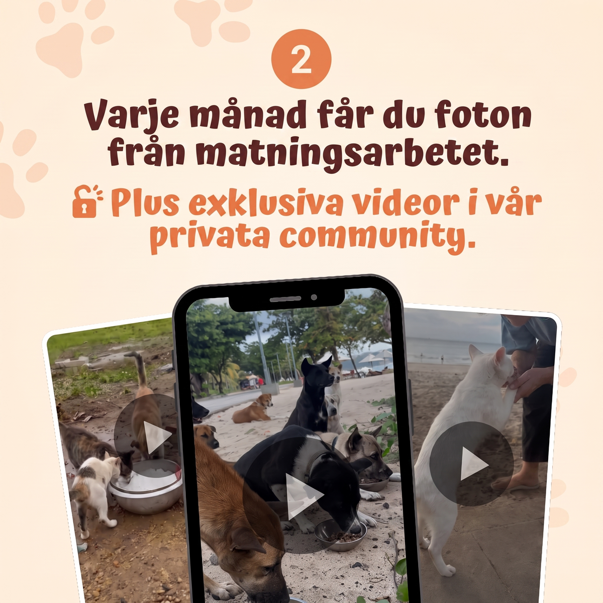 Kattmats Tassklubb – varje månad