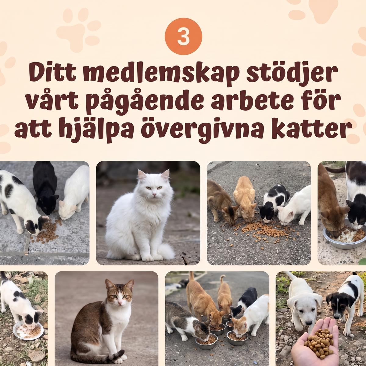 Kattmats Tassklubb – varje månad